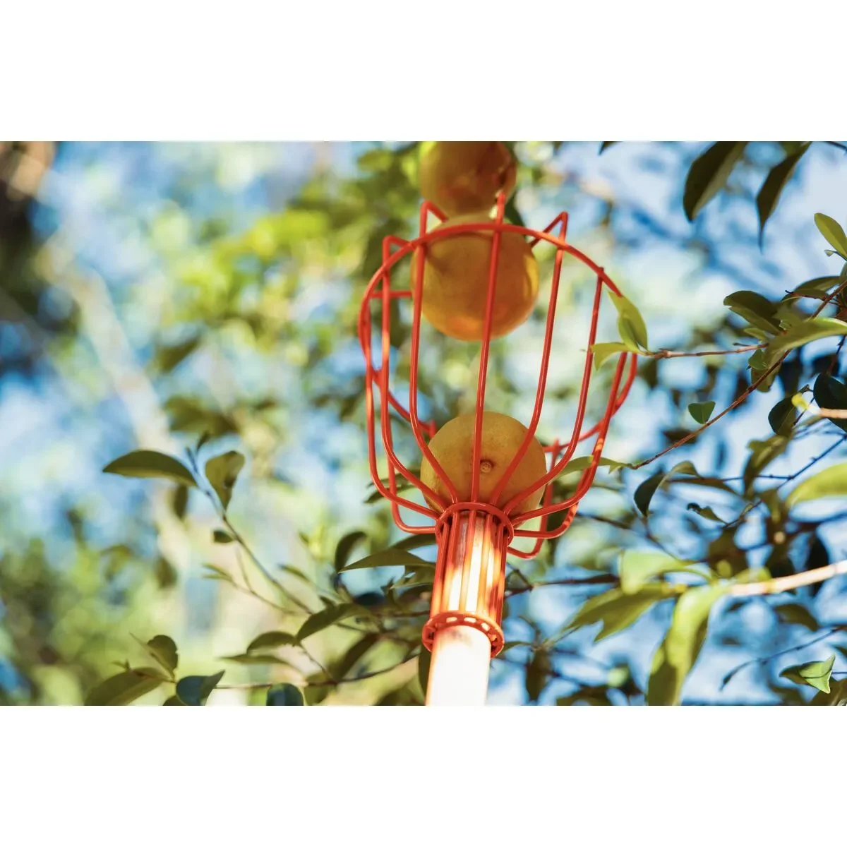 recogedor frutas,mango madera 150cm tramontina - Imagen 2