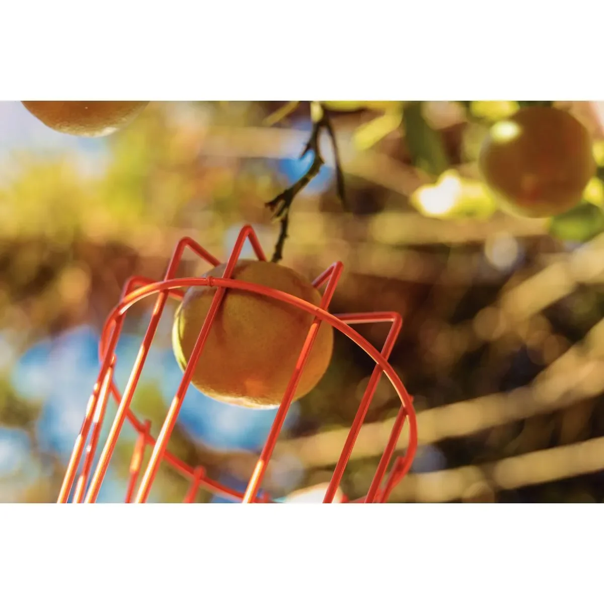 recogedor frutas,mango madera 150cm tramontina - Imagen 4