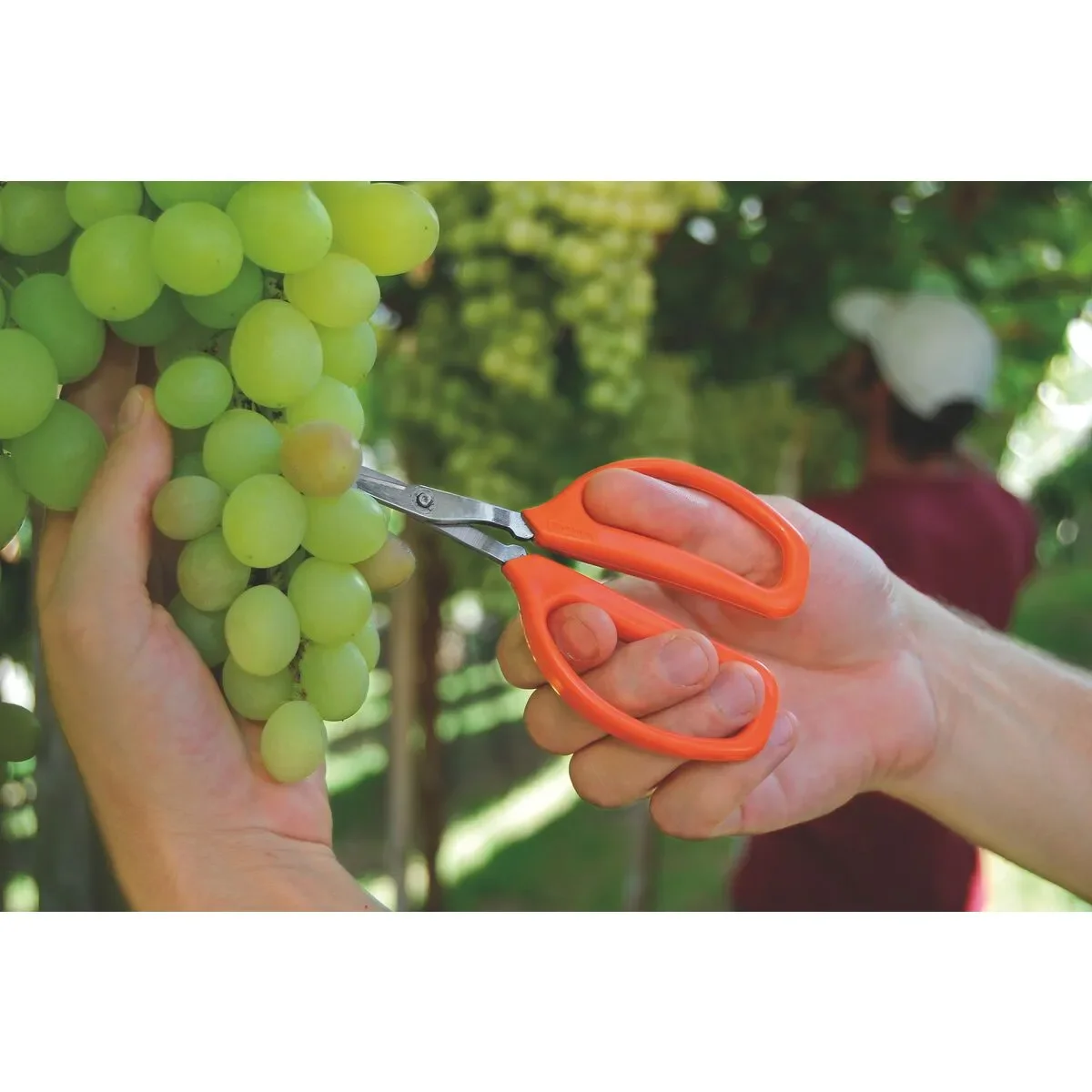 tijera para cosecha de frutas tramontina - Imagen 2